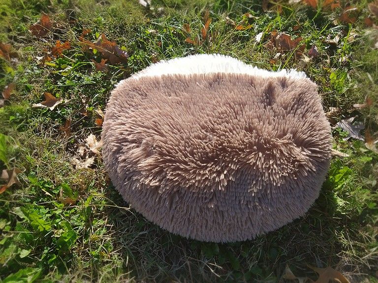 Round Cat Bed - Soft Plush Burrowing Cave & Hooded Donut Bed for Dogs & Cats | Faux Fur Cuddler, Comfortable Self-Warming Pet Bed, Machine Washable